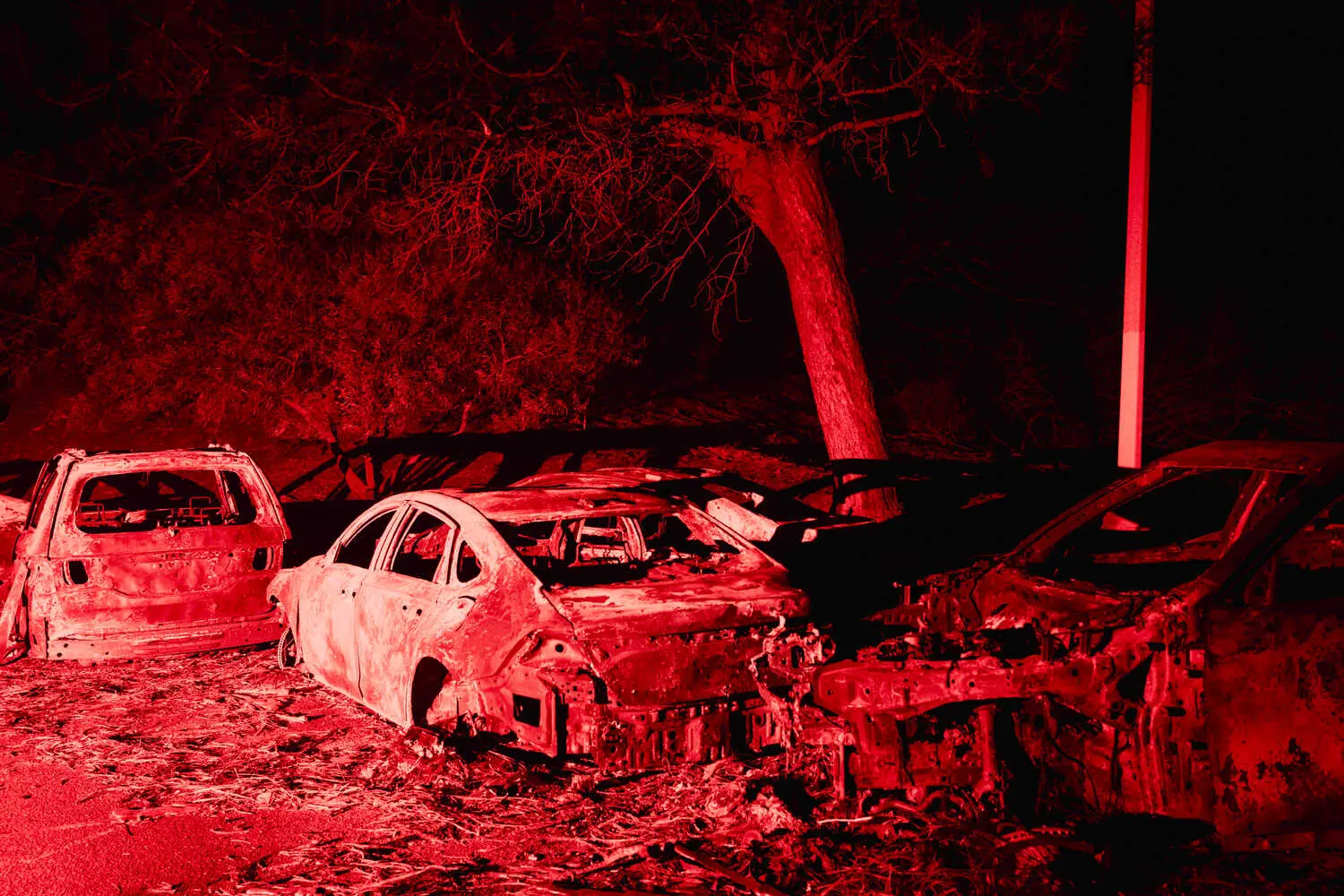 Тихоокеанський палісад.